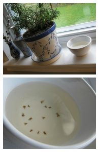 Eliminate Fruit Flies 195x300 