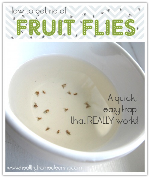 https://healthyhomecleaning.com/wp-content/uploads/sites/67/2013/09/fruit-fly-trap.jpg