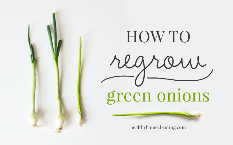 How to regrow green onions in just water!