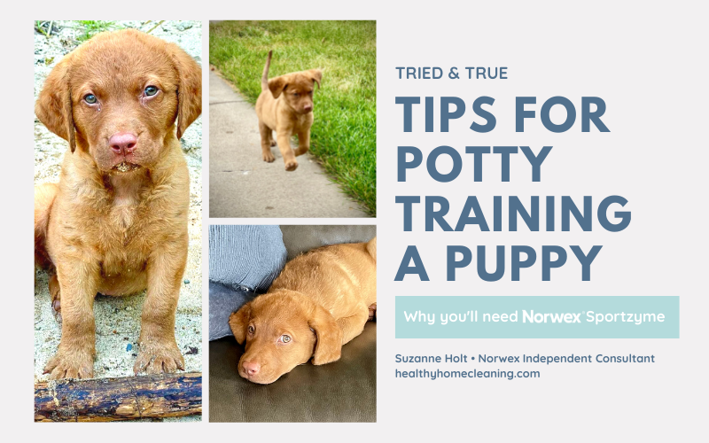 Tips for Potty Training a Puppy