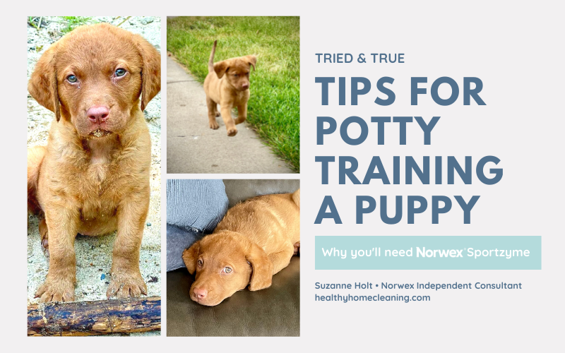 Tips for Potty Training a Puppy - Why You Need Norwex Sportzyme